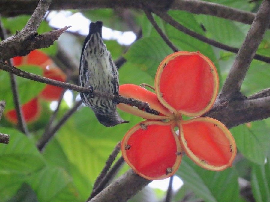 Sterculia parviflora fruit