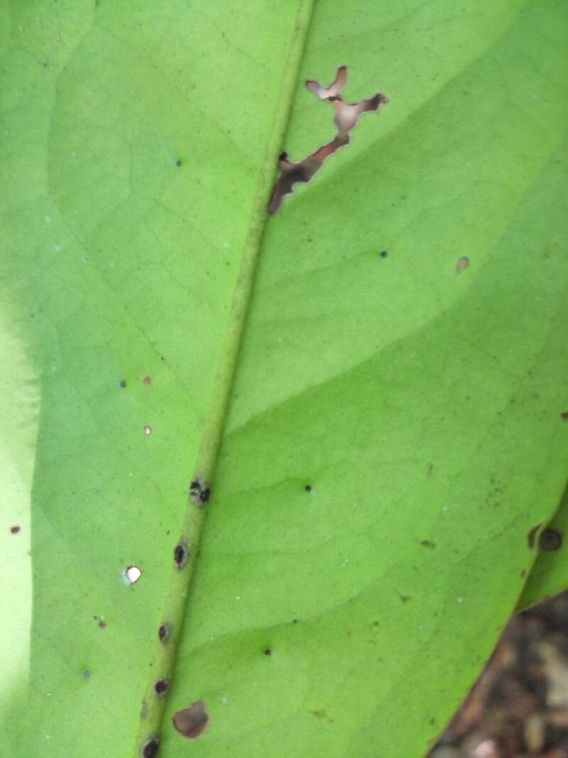 Diospyros diepenhorstii leaf