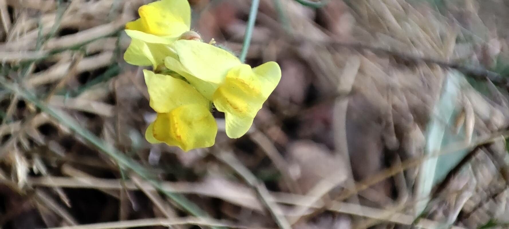 Linaria heterophylla — search result for 'Linaria'