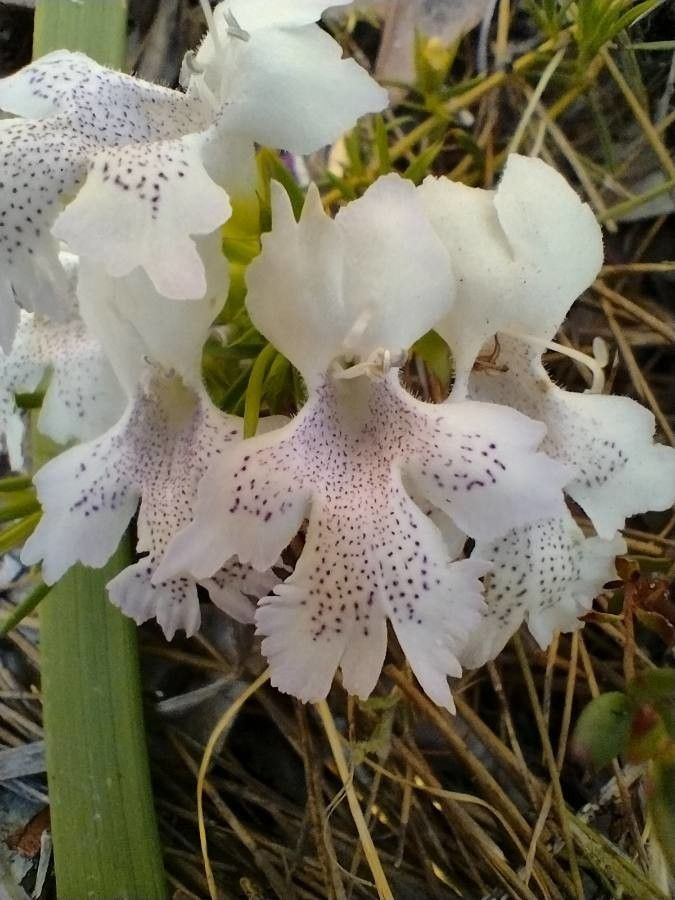Hemiandra pungens flower