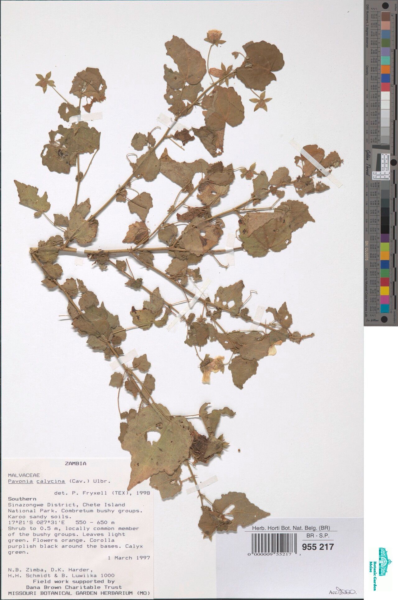 Pavonia calycina — search result for 'Pavonia'