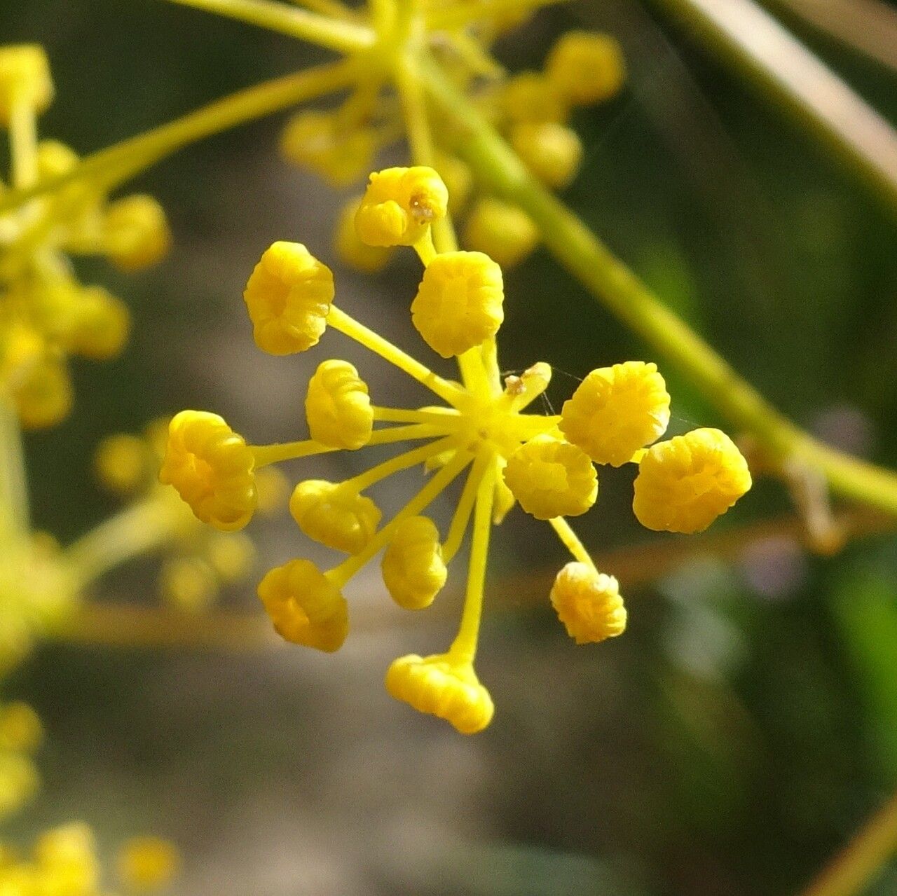 Opopanax chironium flower