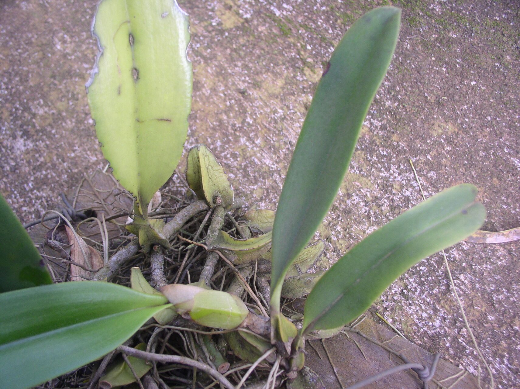 Bulbophyllum schinzianum — houseplant care guide