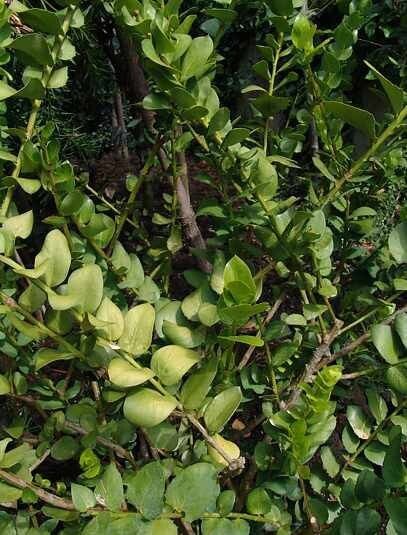 Griselinia scandens — related species from the same genus