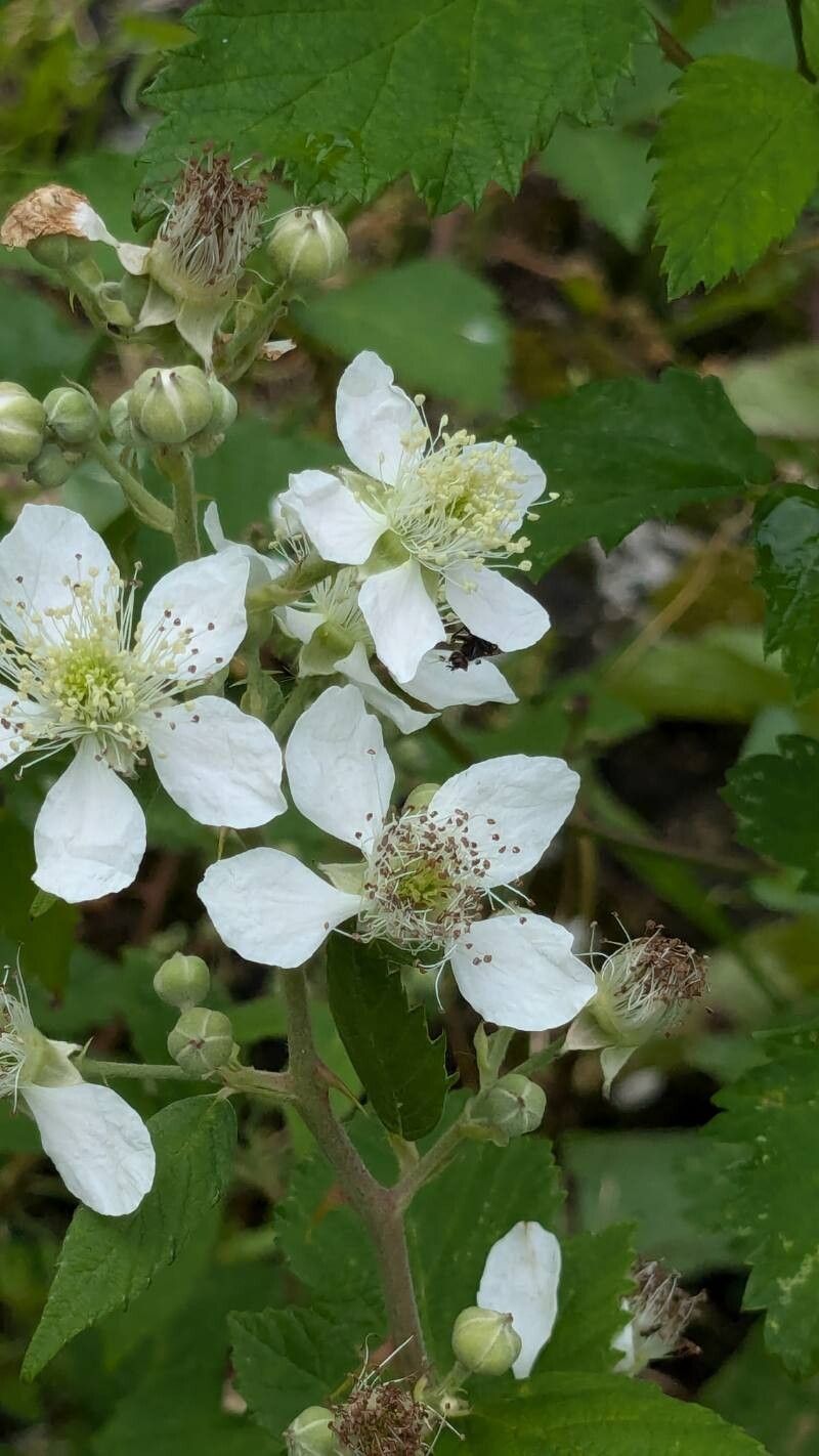 Rubus umbrosus flower