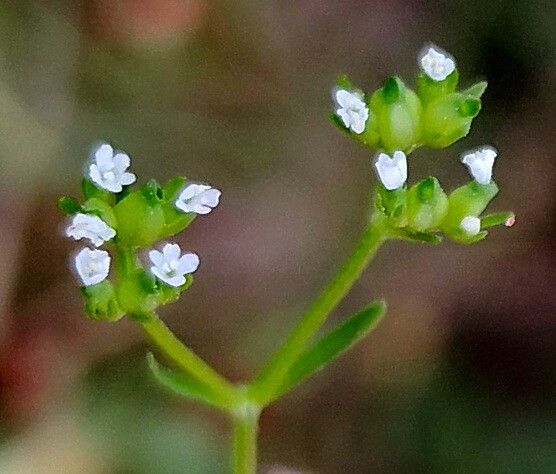 Valeriana rimosa — search result for 'Valeriana'