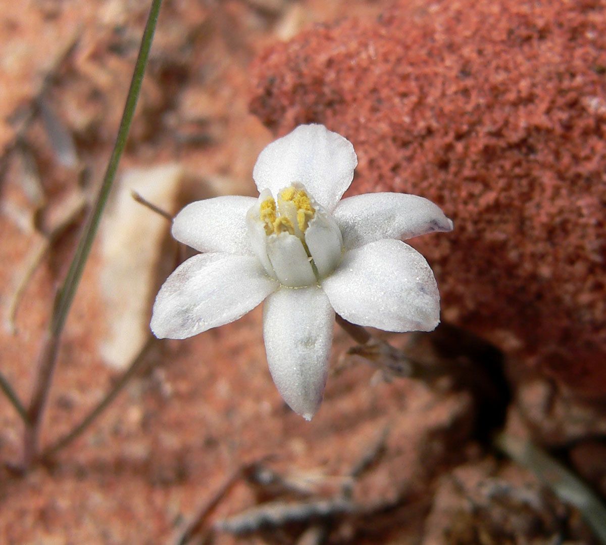 Muilla coronata flower