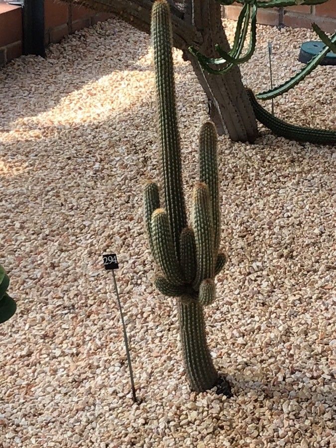 Weberbauerocereus weberbaueri — houseplant care guide