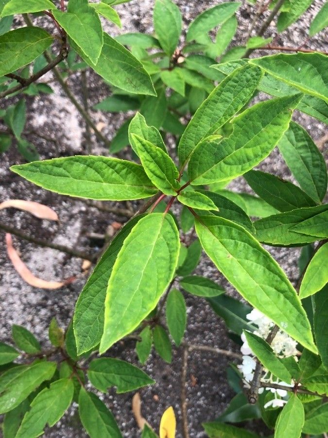 Hydrangea sikokiana — search result for 'Hydrangea'