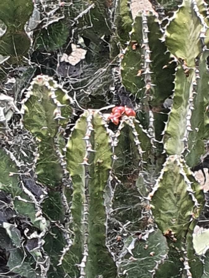 Euphorbia bussei fruit