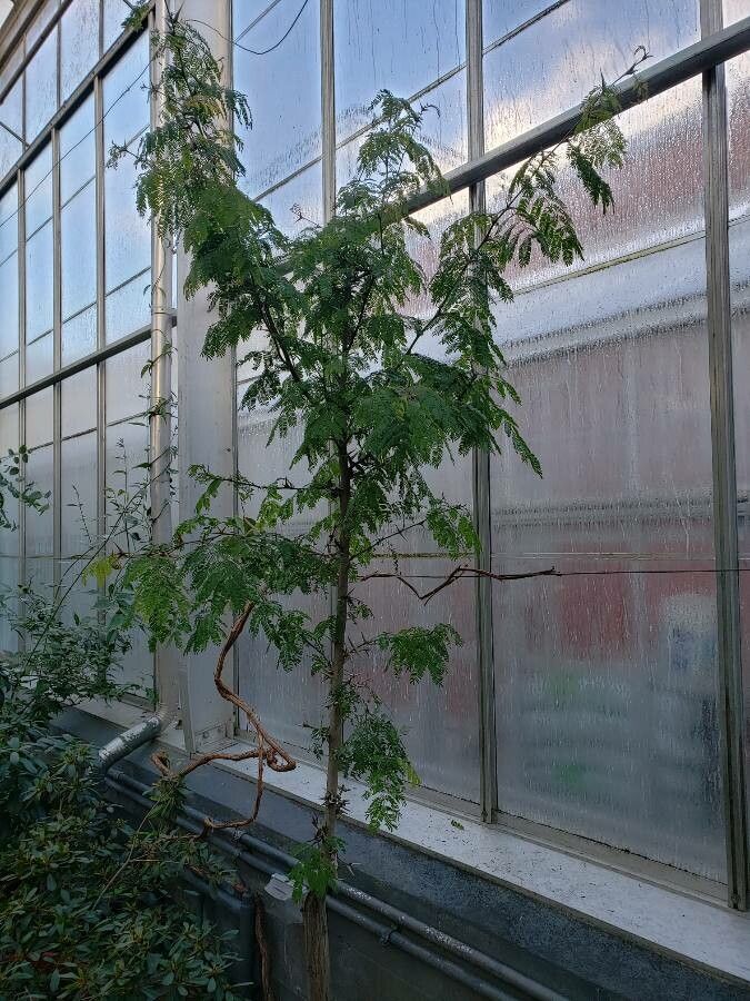 Acacia collinsii habit