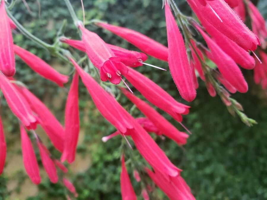 Odontonema schomburgkianum flower