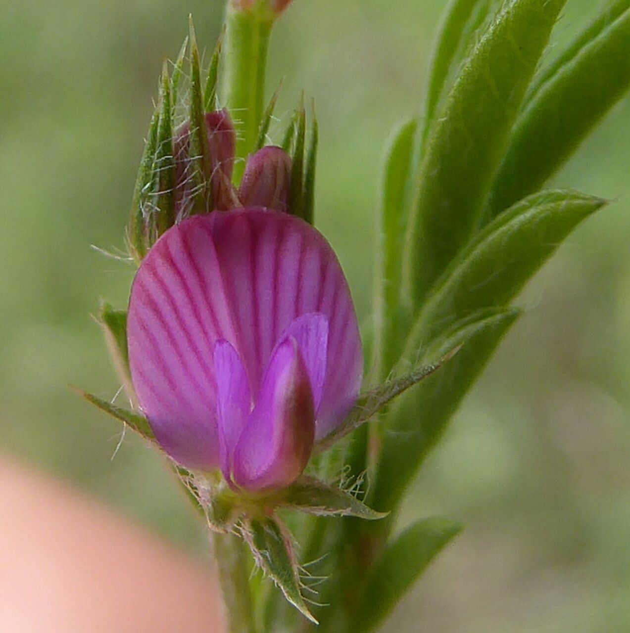Onobrychis caput-galli flower