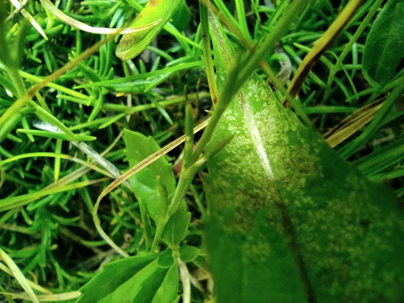 Cherleria langii — related species from the same genus