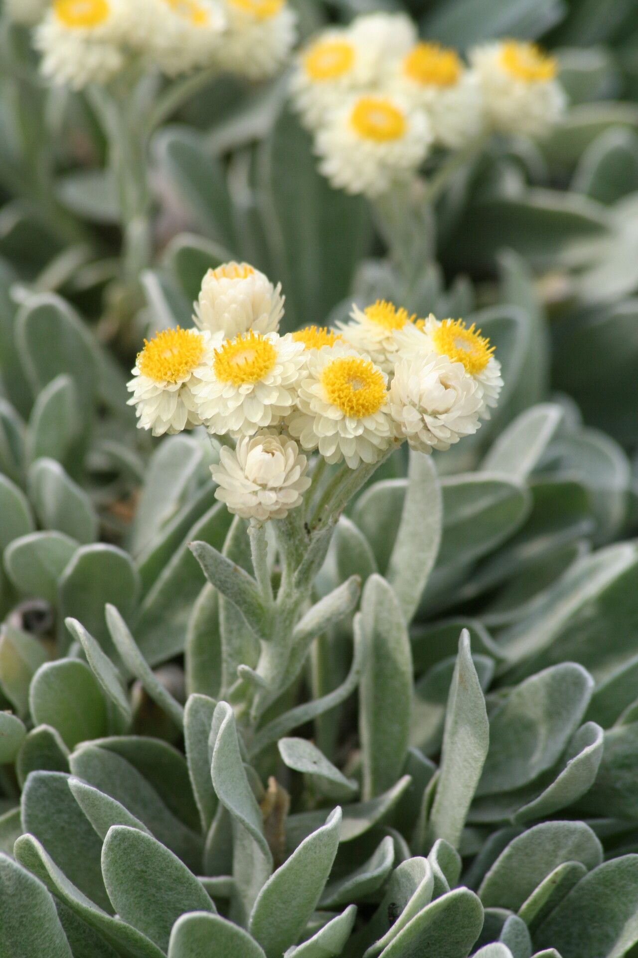 Helichrysum sibthorpii — houseplant care guide