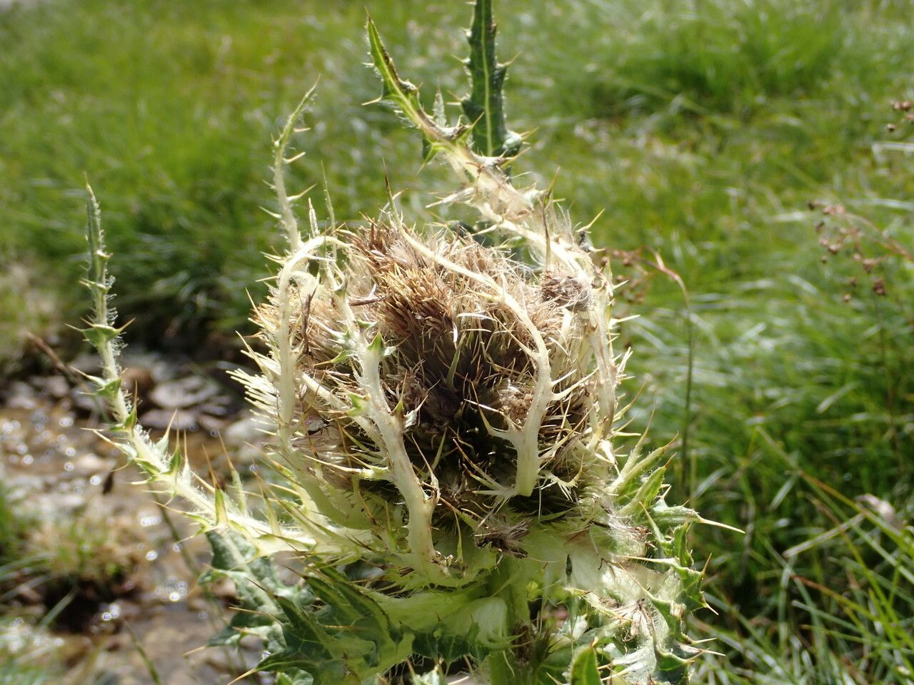 Cirsium spinosissimum fruit