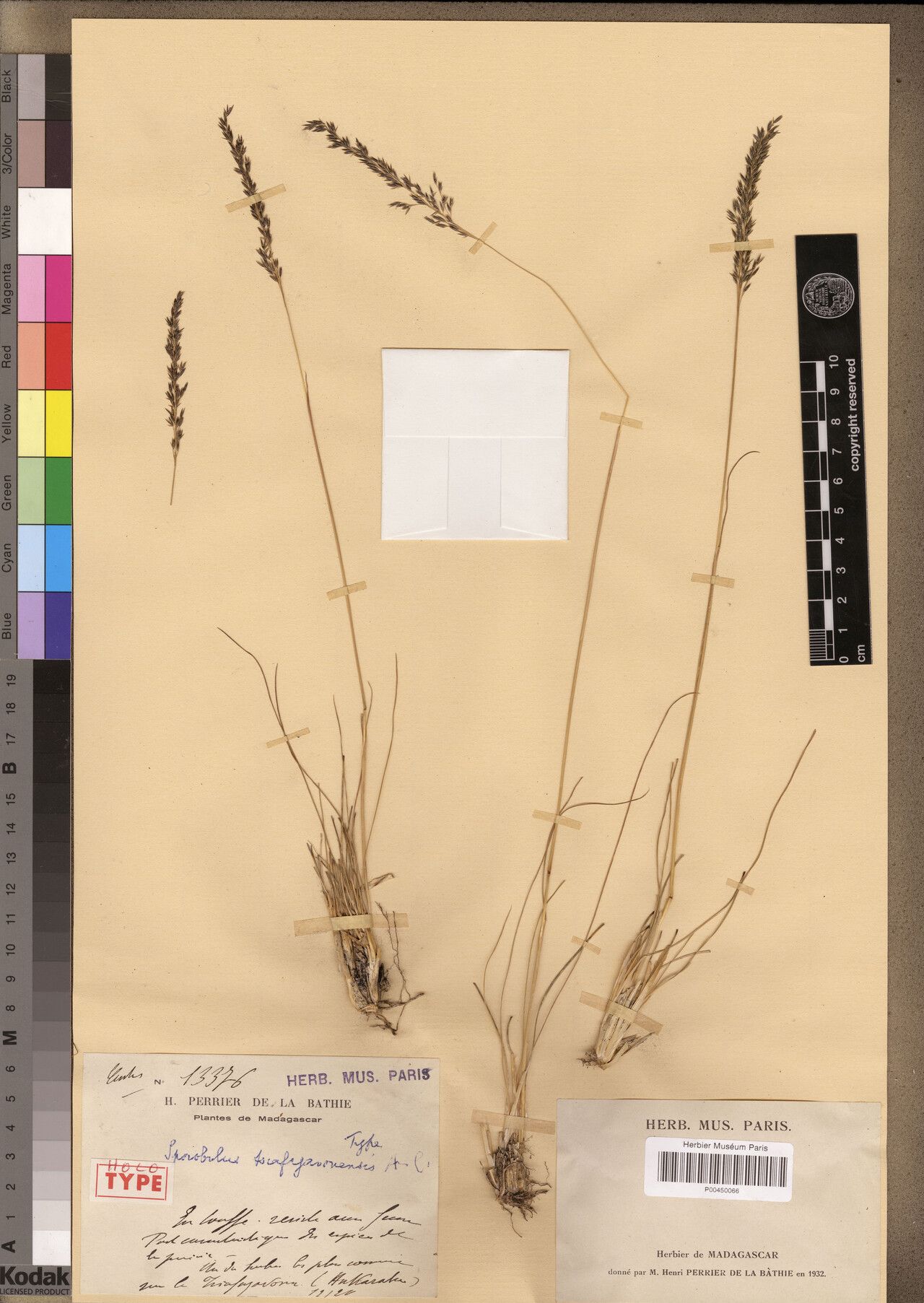 Sporobolus tsiafajavonensis — houseplant care guide