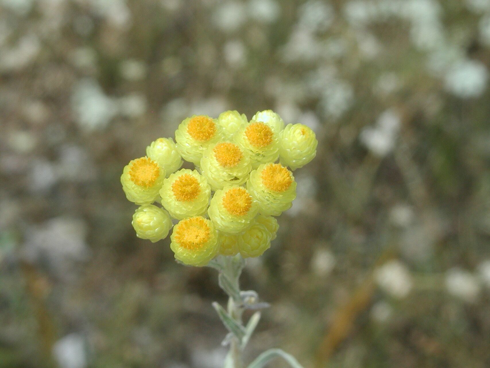 Helichrysum plicatum — houseplant care guide