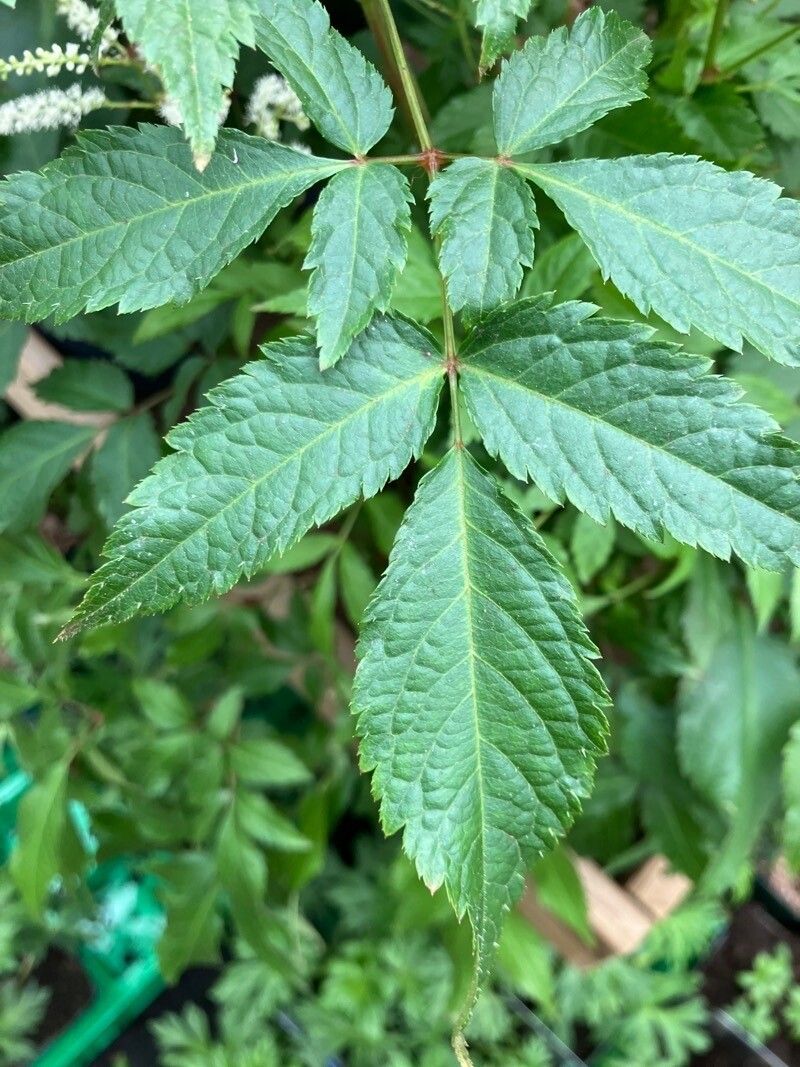 Astilbe spp. — search result for 'Astilbe'