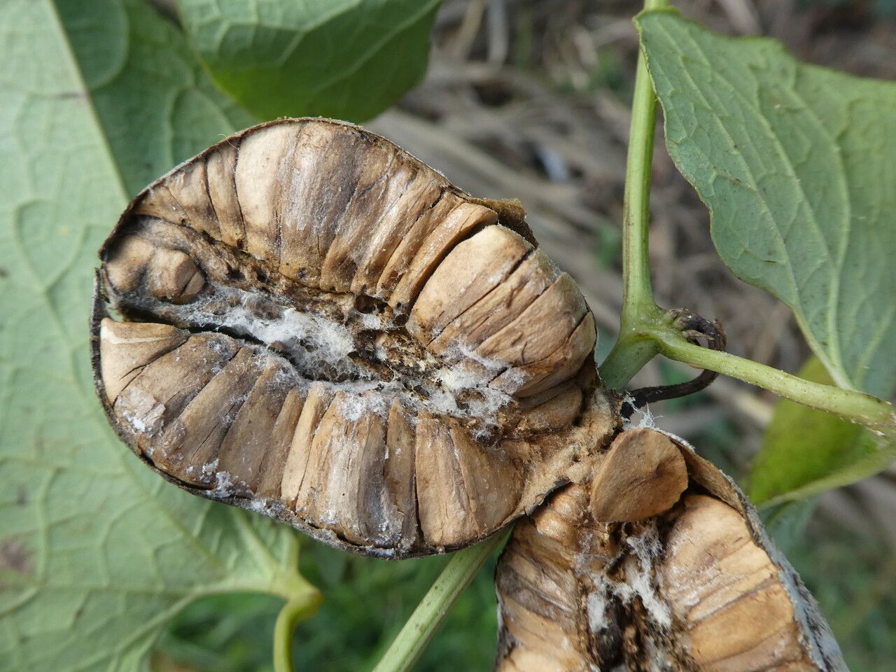 Aristolochia clematitis fruit