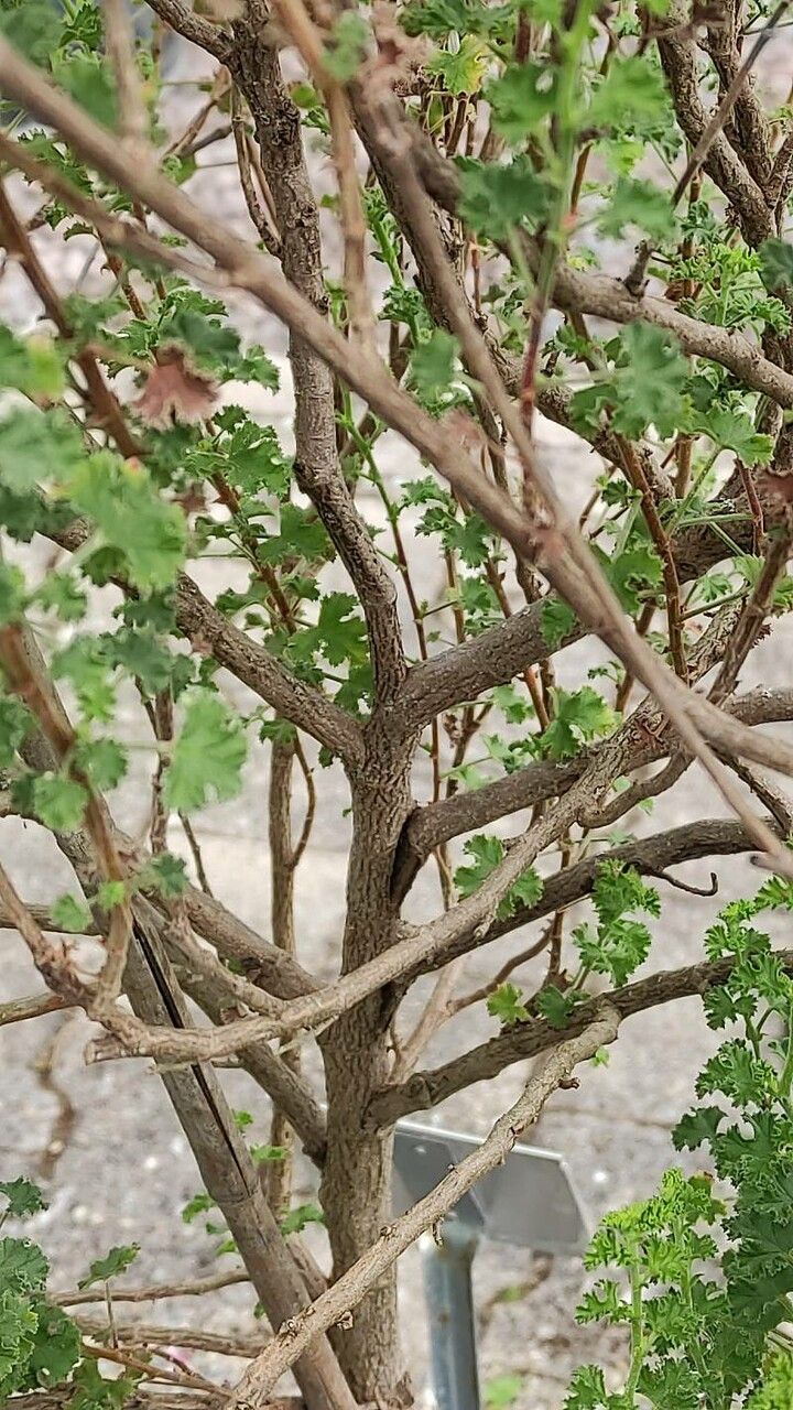 Pelargonium crispum bark