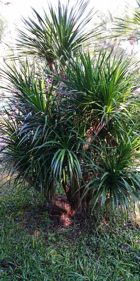 Dracaena cochinchinensis habit