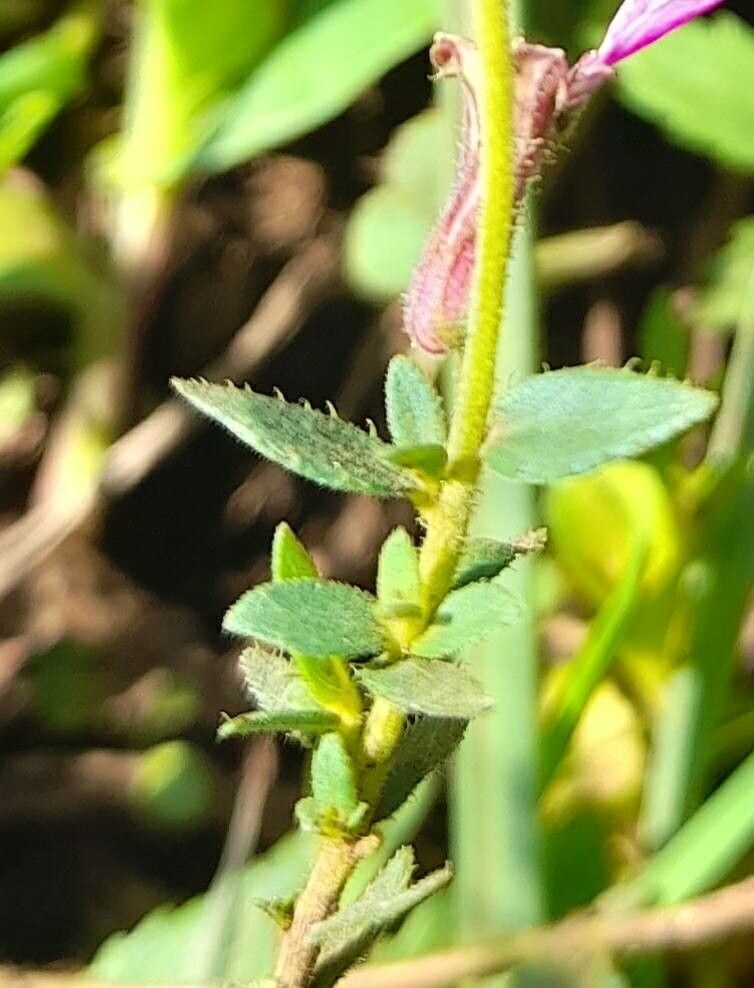 Cuphea glutinosa — search result for 'Cuphea'