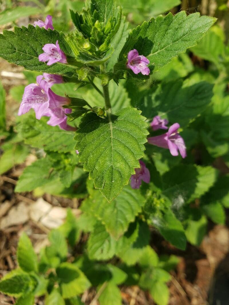 Clinopodium grandiflorum leaf