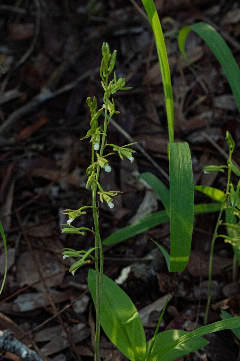 Eulophia norlindhii — houseplant care guide
