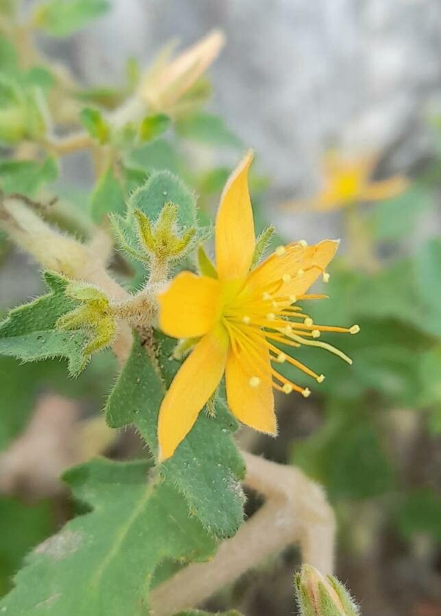 Mentzelia parvifolia flower