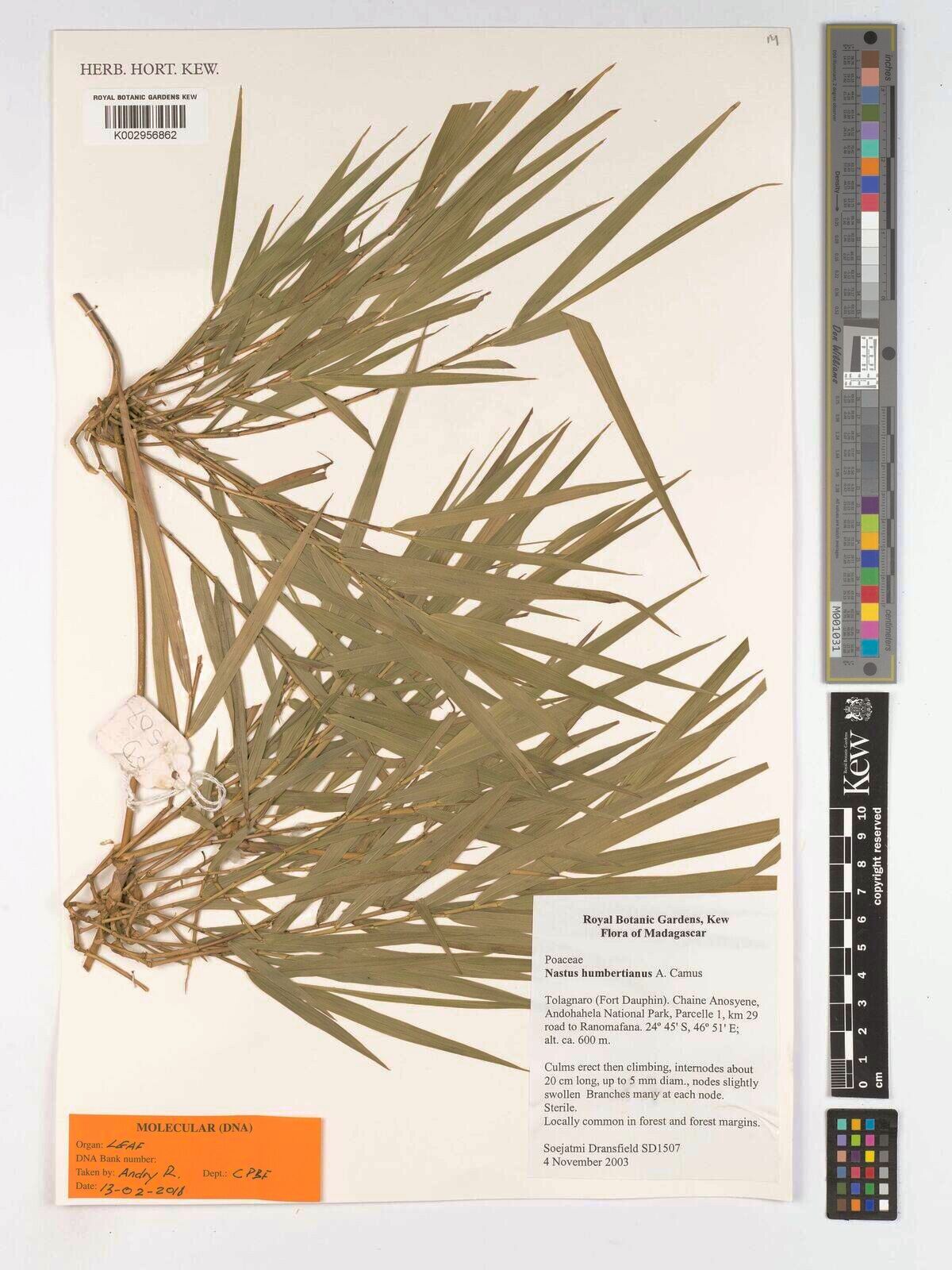 Nastus humbertianus — houseplant care guide