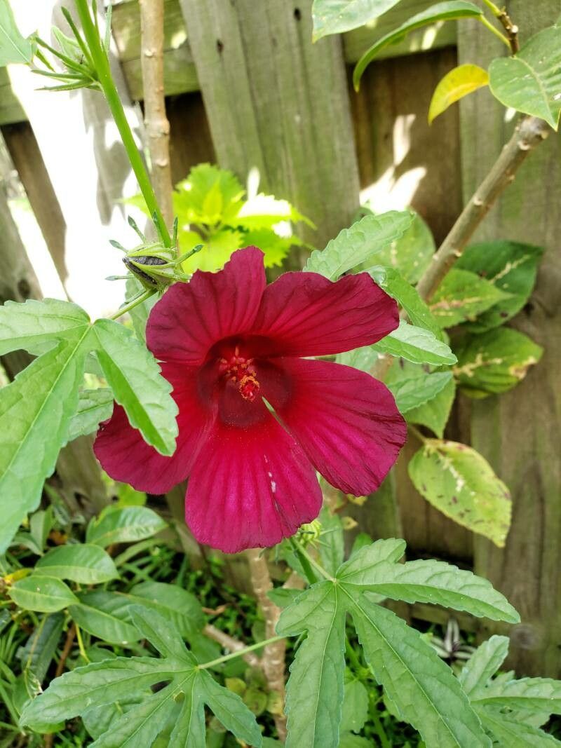 Hibiscus cannabinus flower
