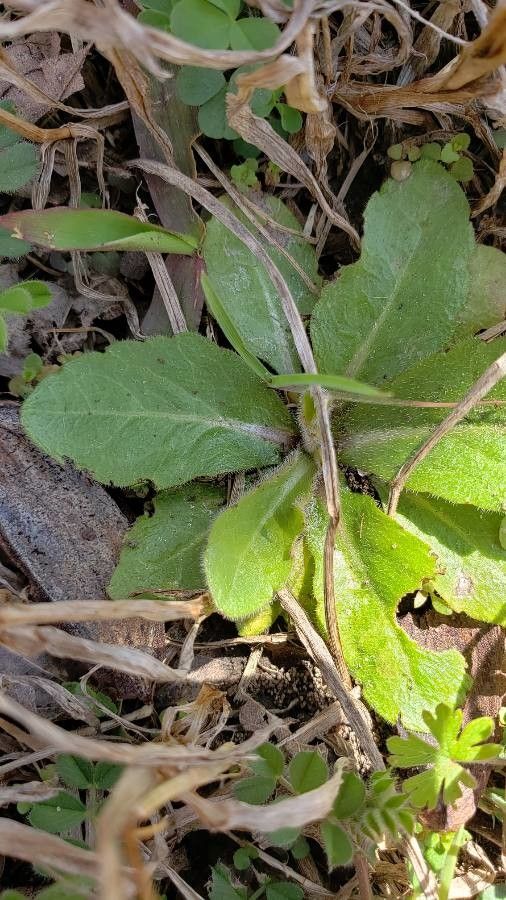 Hieracium aurantiacum leaf