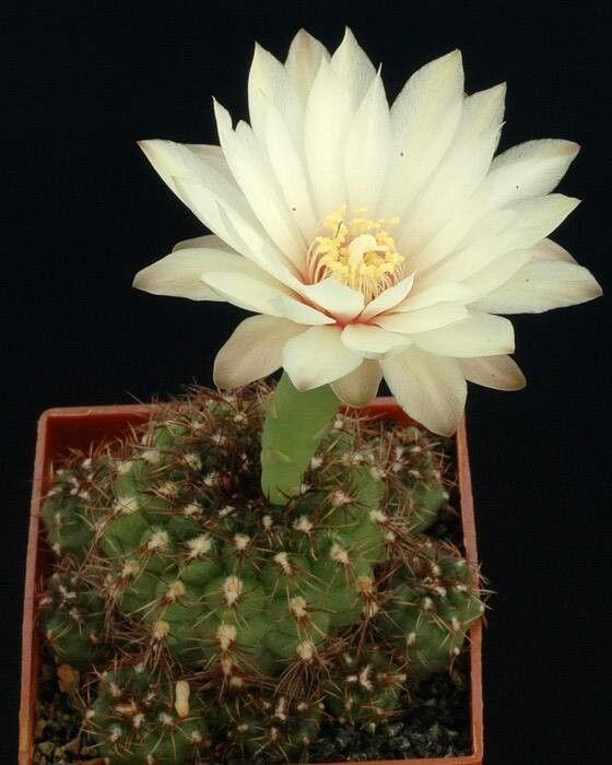 Gymnocalycium mesopotamicum flower
