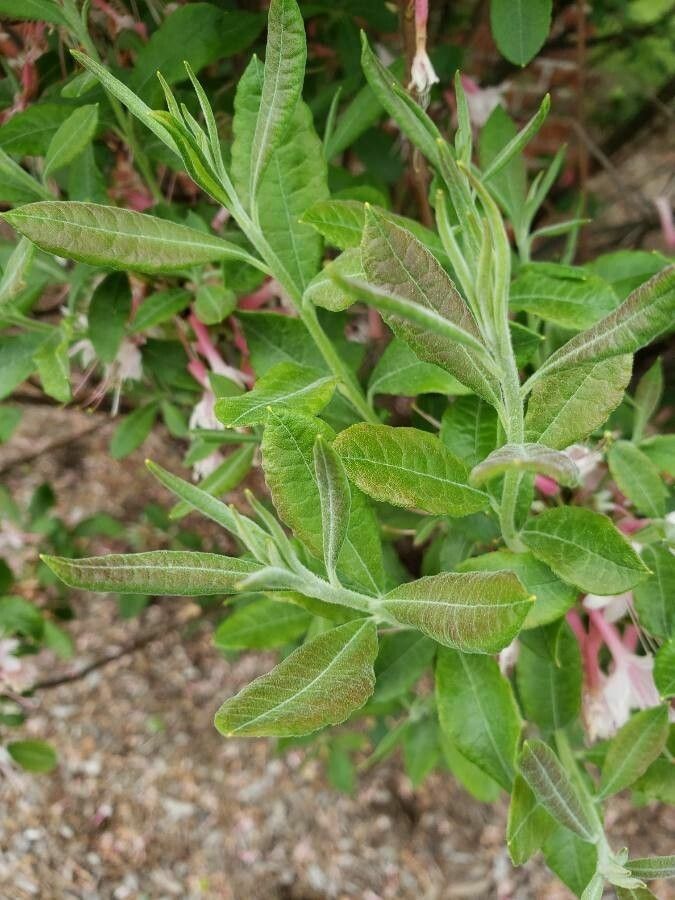 Rhododendron canescens