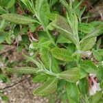 Rhododendron canescens