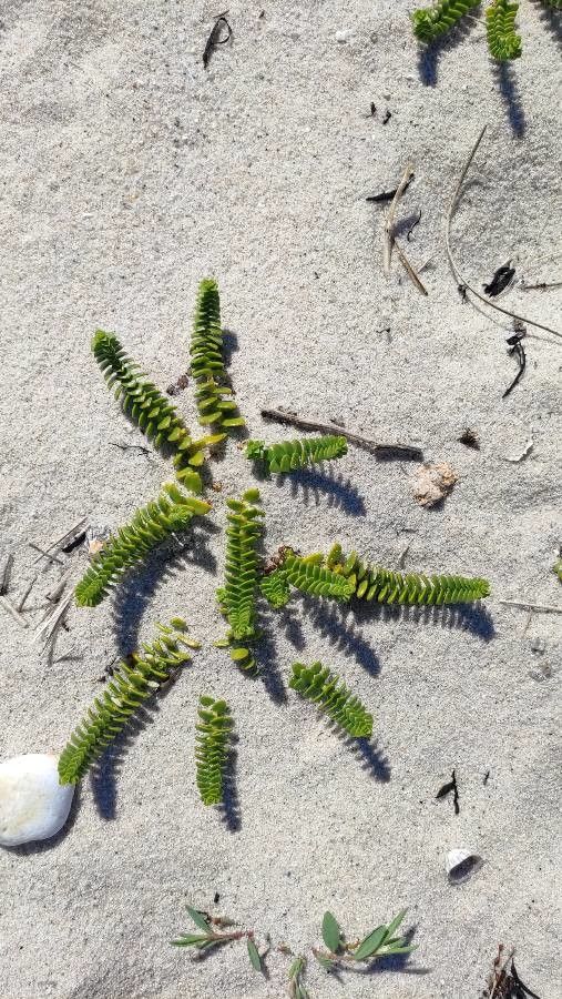 Honckenya peploides leaf