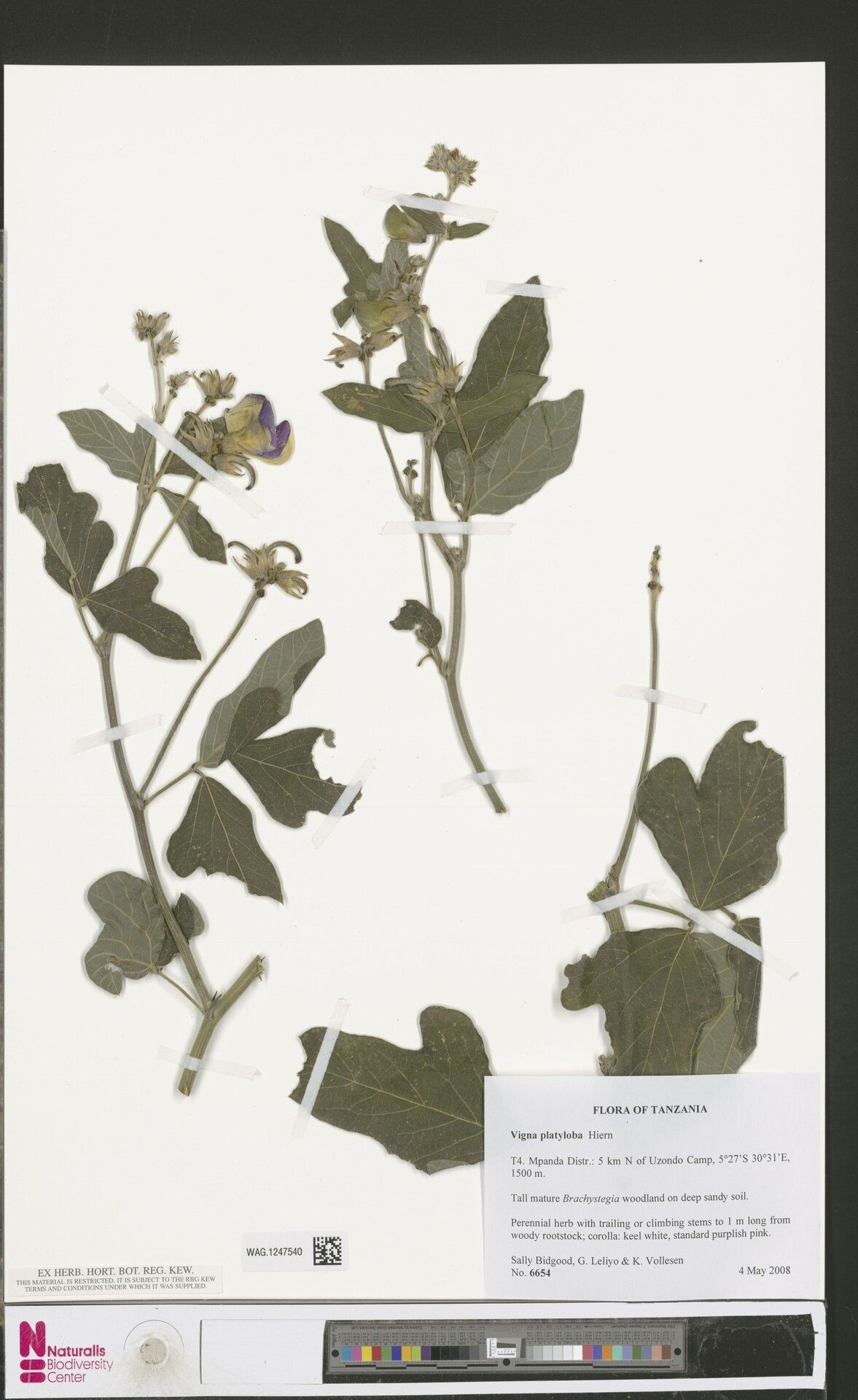 Vigna platyloba — houseplant care guide