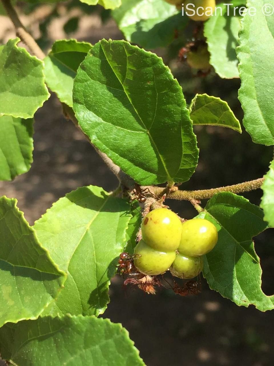 Grewia pachycalyx fruit