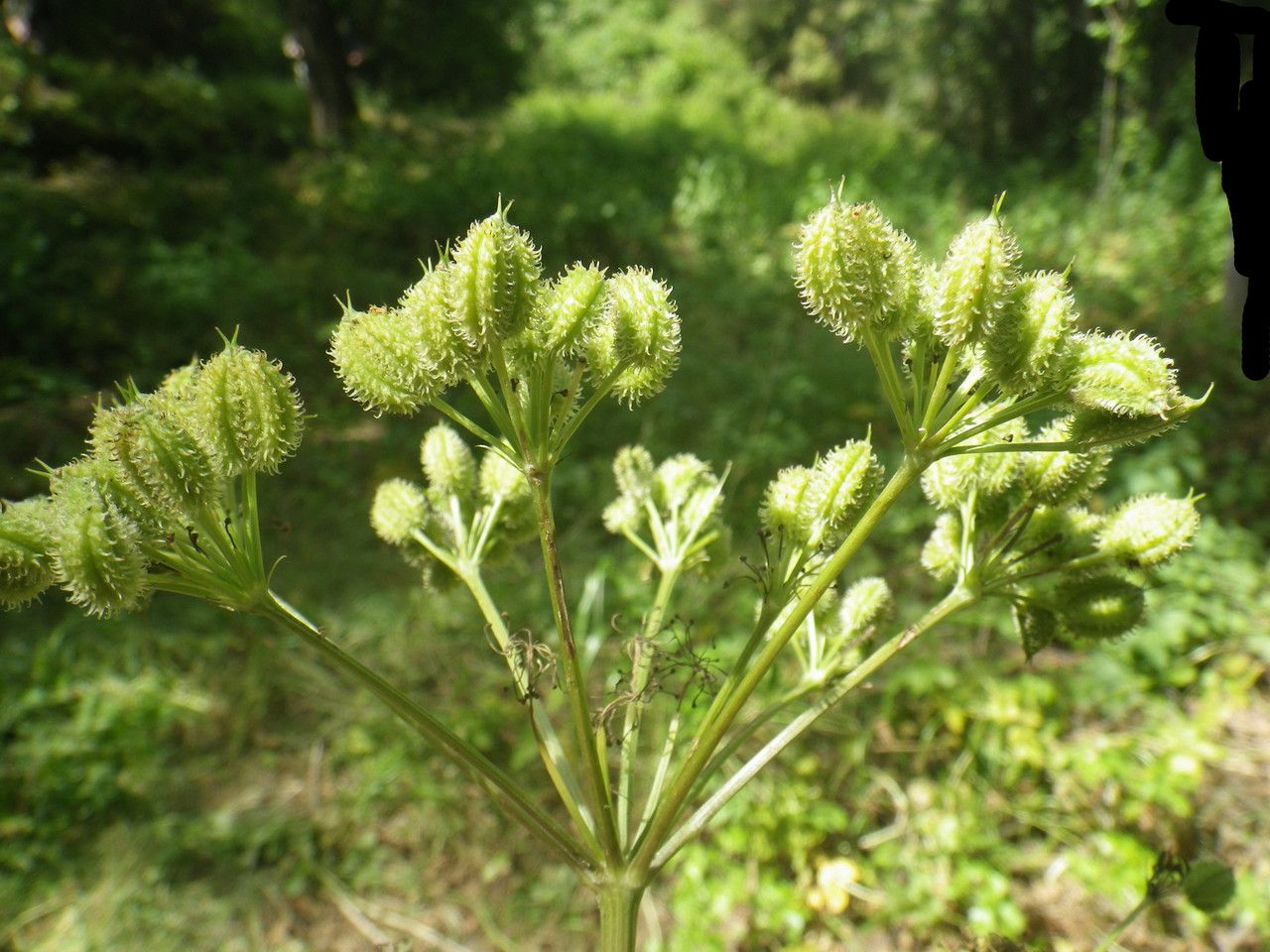 Lecokia cretica fruit