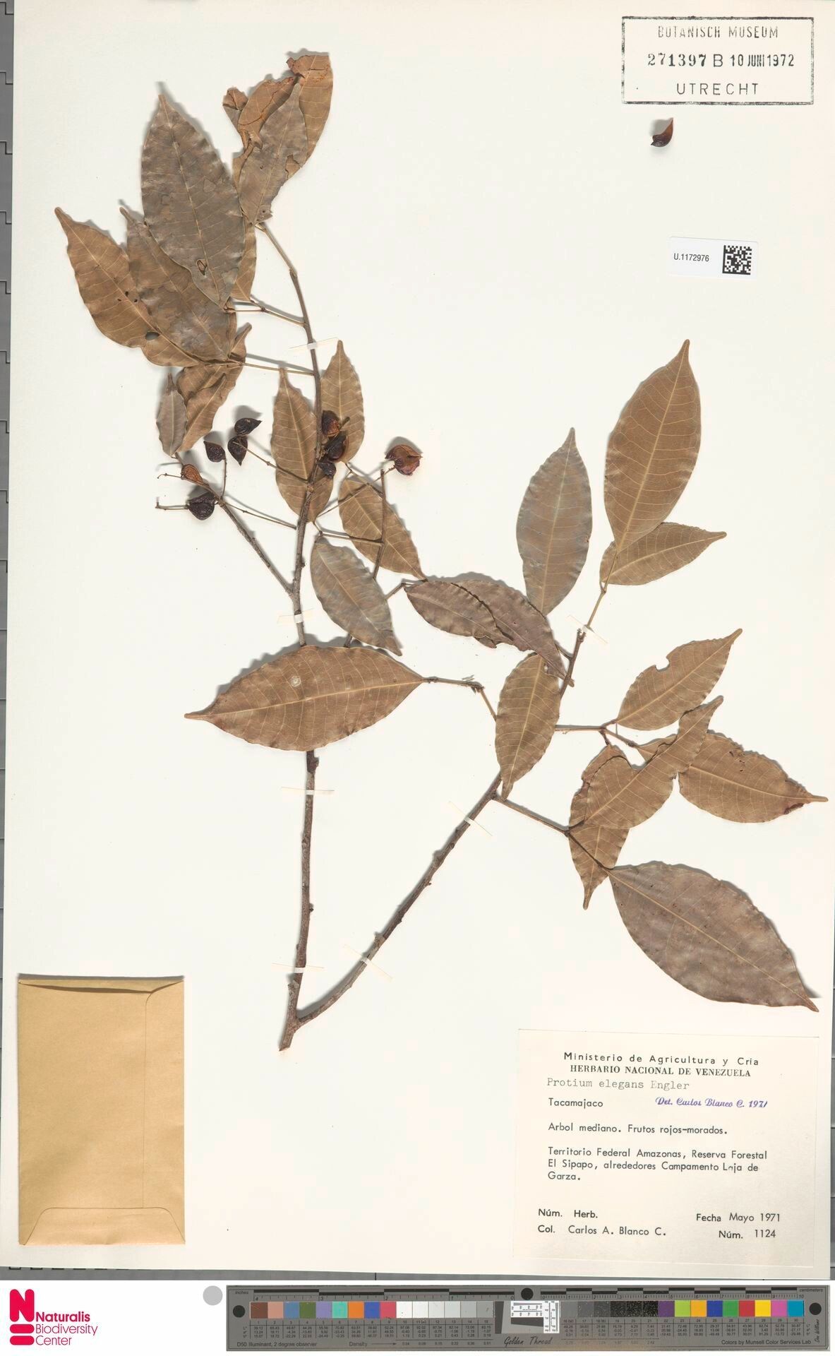 Protium elegans fruit