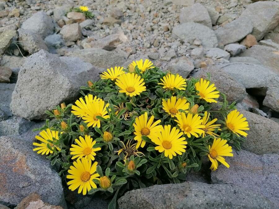 Pallenis maritima flower