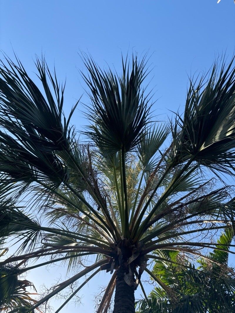 Livistona lanuginosa — houseplant care guide