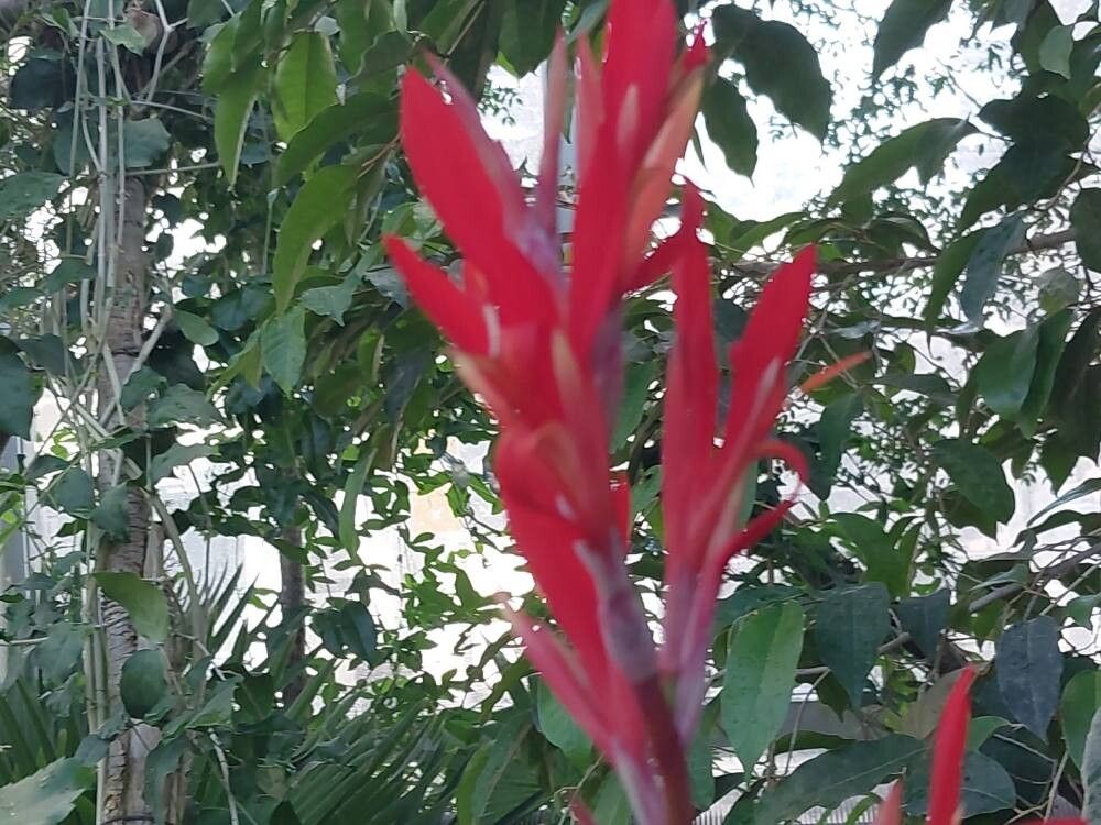 Episcia punctata flower