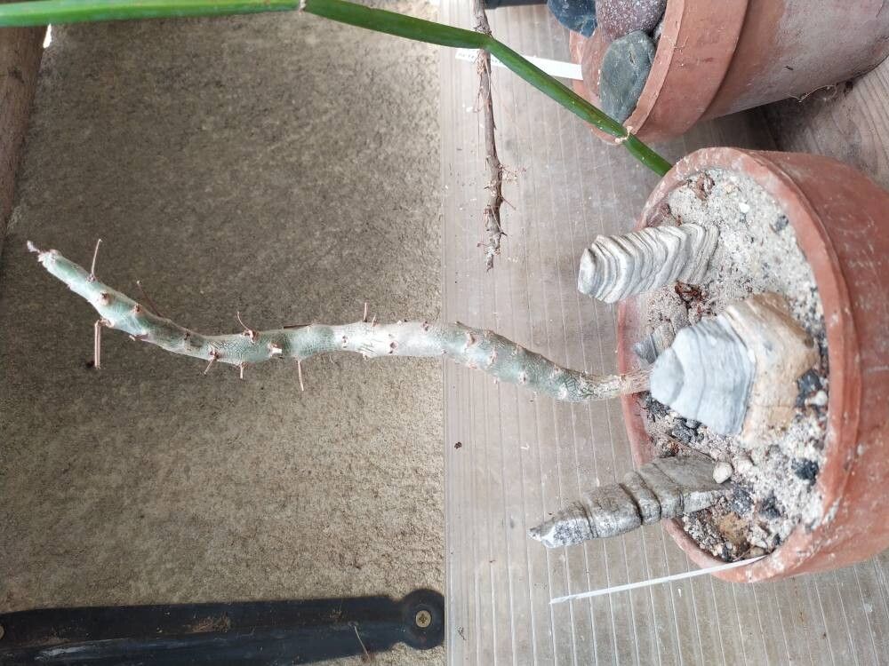 Pelargonium laxum habit