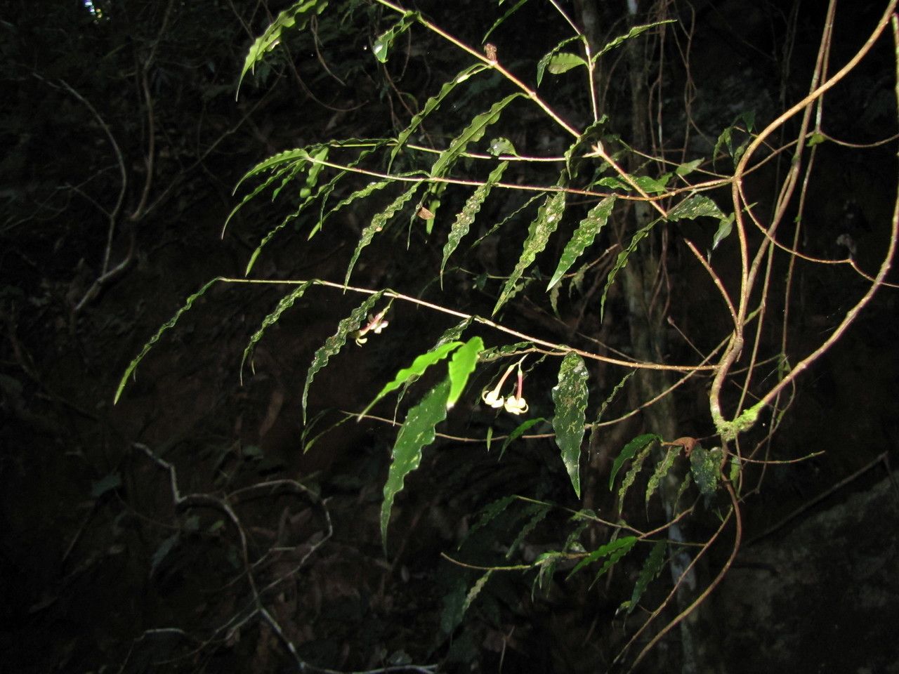 Alyxia margaretae — houseplant care guide