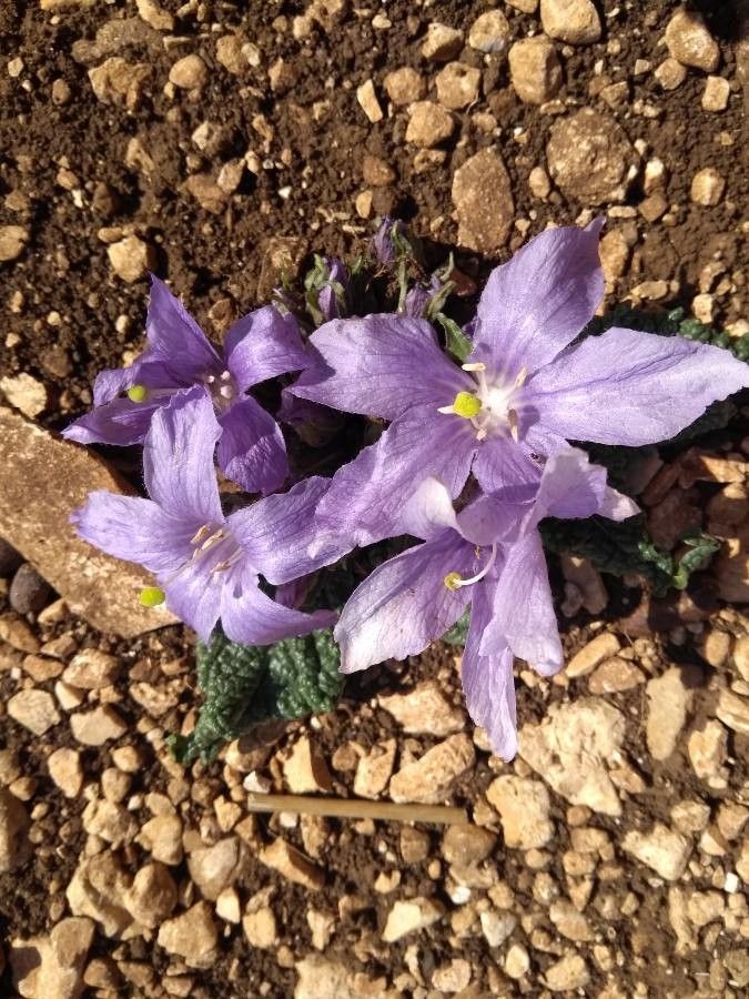 Mandragora officinalis flower