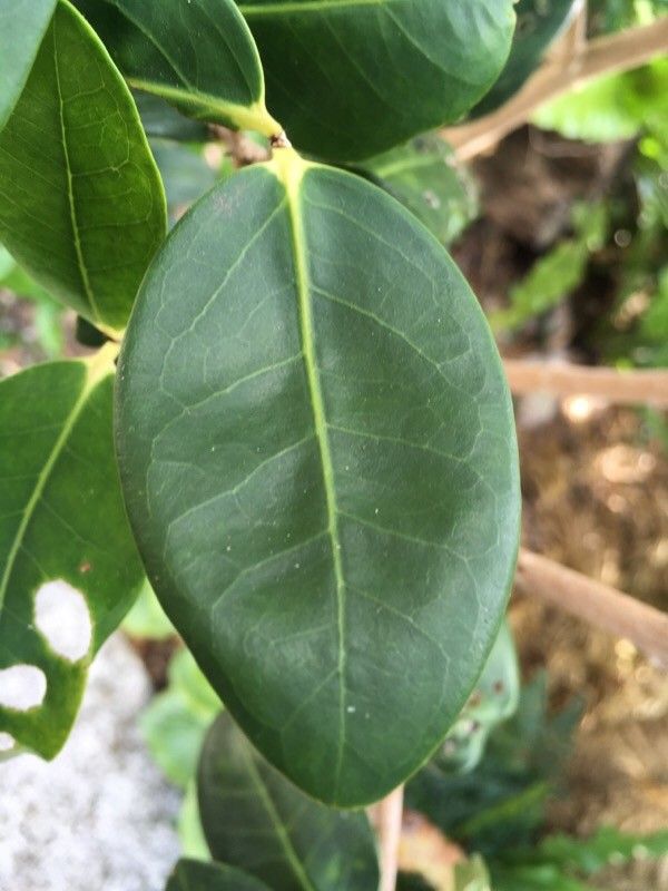 Eugenia noumeensis leaf