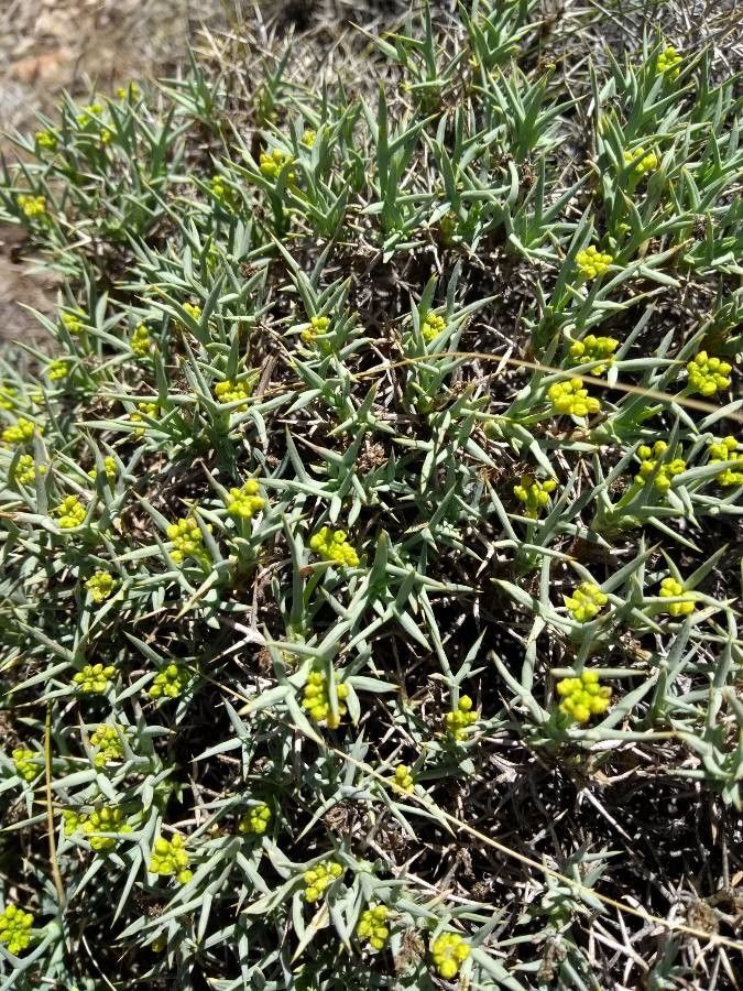 Mulinum spinosum flower