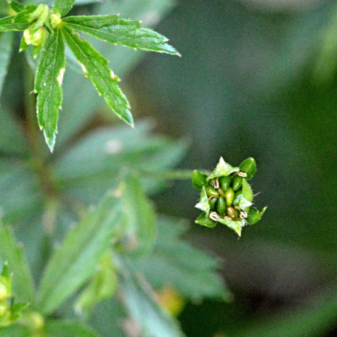 Potentilla erecta fruit